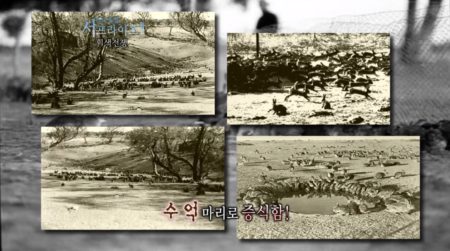 MBC 서프라이즈 - 토끼가 수 억 마리로 증식함