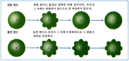 개체 변이와 돌연 변이의 차이점 - (주)천재교육