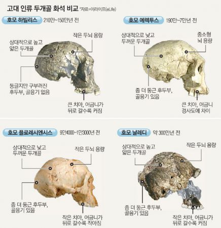고대 인류 두개골 화석 비교 - 진화론