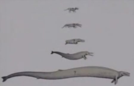고래의 진화 단계 - 진화론자들의 거짓말