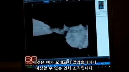 공룡의 연부조직 - 벼가 오래되지 않았을 때 예상할 수 있는 연체 조직