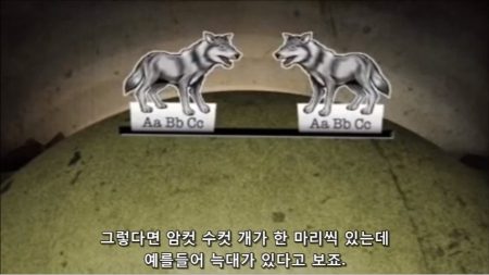 진화론 블로거의 오해 - 개의 변이