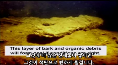 세인트 헬렌산에 나무 껍질들이 바닥에 쌓이는 모습 - 석탄층의 형성 - 젊은 지구의 지질학적 증거