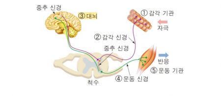 의식적 반응 - 자유의지가 발생할 수 없는 구조