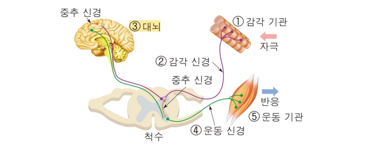 의식적 반응 - 뇌와 자유의지