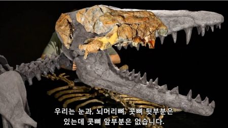 한스 테위슨 - 분수공이 있다는 콧뼈 앞부분은 없습니다
